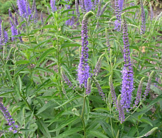 Вероника длиннолистная ‘Блю Шейдс’ (Veronica longifolia ‘Blue Shades’)