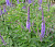 Вероника длиннолистная ‘Блю Шейдс’ (Veronica longifolia ‘Blue Shades’)