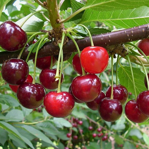 Вишня обыкновенная 'Тамарис' (Prunus vulgaris 'Тамарис')