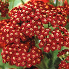 Тысячелистник 'Ред Вельвет' (Achillea 'Red Velvet')