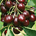 vishnya-obyknovennaya-shokoladnica-cerasus-vulgaris-shokoladnica-myakot-legko-otdelyaetsya-ot-kostochki