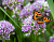 Лук-слизун (Allium nutans)