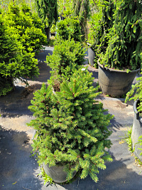 Ель обыкновенная 'Кёрменд' (Picea abies 'Körmend')
