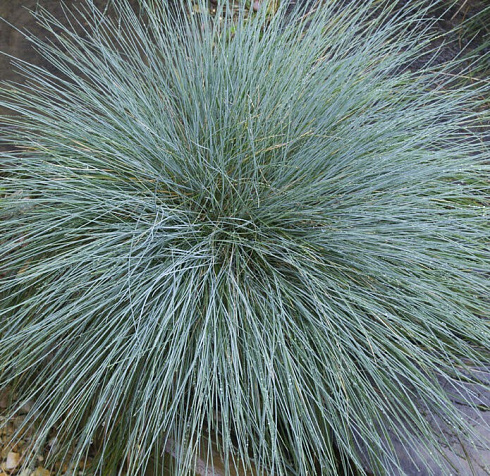 Овсяница сизая 'Freddy' (Festuca glauca 'Freddy')