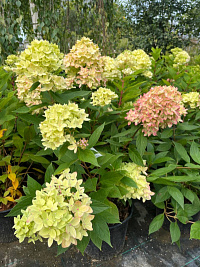 Гортензия метельчатая 'Би Грин' (Hydrangea paniculata 'Bee Green')