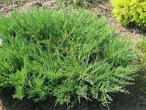 mozhzhevelnik-kazackij-mas-juniperus-sabina-mas-kust