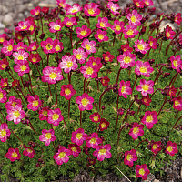 Камнеломка Арендса 'Перпл Роб' (Saxifraga arendsii 'Purple Robe')