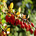 barbaris-tunberga-berberis-thunbergii-plody.jpg