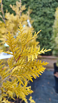 Туя западная 'Салланд' (Thuja occidentalis 'Salland')
