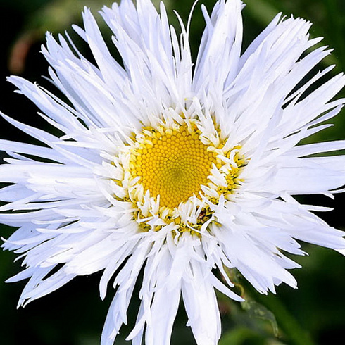 romashka-nivyanik-aglaya-leucanthemum-superbum-aglaia-belye-krupnye-cvetki