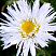 romashka-nivyanik-aglaya-leucanthemum-superbum-aglaia-belye-krupnye-cvetki