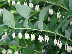 Купена многоцветковая (Polygonátum multiflórum)