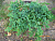 Можжевельник горизонтальный 'Глаука' (Juniperus horizontalis 'Glauca')