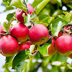 Яблоня домашняя 'Слава победителям' (Malus domestica 'Слава победителям')