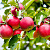 Яблоня домашняя 'Слава победителям' (Malus domestica 'Слава победителям')