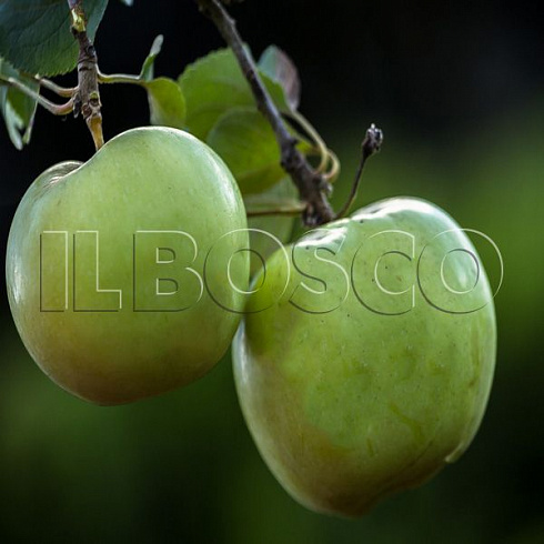 yablonya-domashnyaya-bogatyr-malus-domestica-plod.jpg