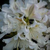 Рододендрон 'Каннингемс Уайт' (Rhododendron 'Cunningham White')