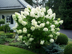 Гортензия метельчатая 'Полар Бир' (Hydrangea paniculata 'Polar Bear')