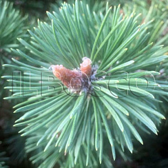 Сосна горная 'Мини Мопс' (Pinus mugo 'Mini Mops')