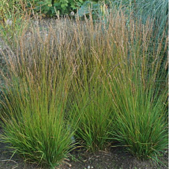 Молиния голубая 'Хейдцверг' (Molinia caerulea 'Heidezwerg')