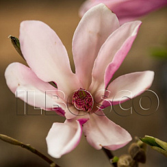 Магнолия 'Джорж Генри Керн' (Magnolia 'George Henry Kern')