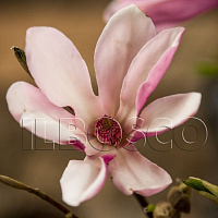 Магнолия 'Джорж Генри Керн' (Magnolia 'George Henry Kern')
