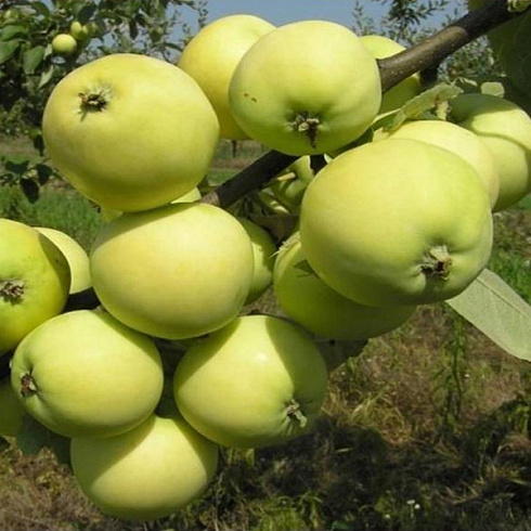 yablonya-domashnyaya-papirovka-malus-domestica-papirovka-plod