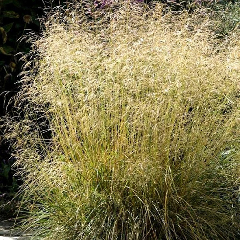 shchuchka-dernistaya-goldtau-deschampsia-cespitosa-goldtau-plotnye-kusty-kochki