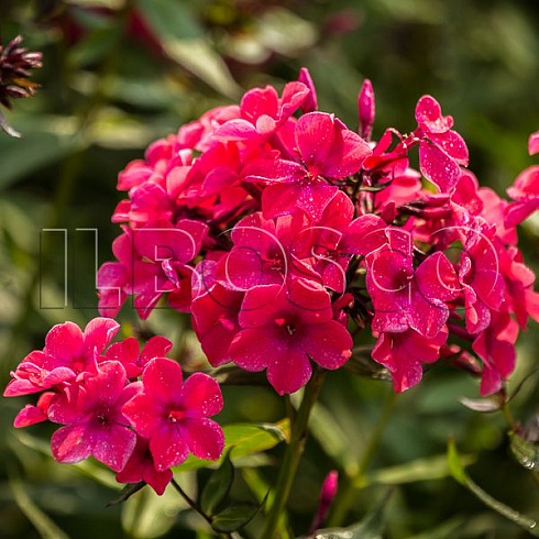 floks-metelchatyj-vindzor-phlox-paniculata-windsor-socvetie.jpg