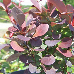 Барбарис Тунберга 'Ред Пилар' (Berberis thunbergii 'Red Pillar')