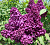 Сирень обыкновенная 'Индия" (Syringa vulgaris 'India")
