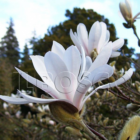 magnoliya-zvezdchataya-magnolia-stellata-cvetok