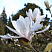 magnoliya-zvezdchataya-magnolia-stellata-cvetok