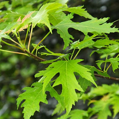 Клен серебристый 'Лациниатум Виери' (Acer saccharinum 'Laciniatum Wieri')