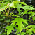 Клен серебристый 'Лациниатум Виери' (Acer saccharinum 'Laciniatum Wieri')