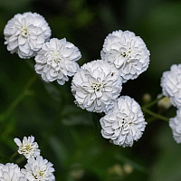Тысячелистник птармика 'Жемчужница'  (Achillea ptarmica 'The Pearl' )
