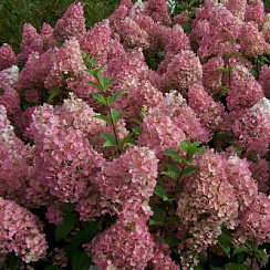 Гортензия метельчатая 'Сандей Фрайз' (Hydrangea paniculata 'Sundae Fraise')