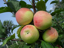 Яблоня домашняя 'Строевское' (Malus domestica 'Строевское')