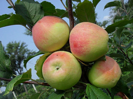 Яблоня домашняя 'Строевское' (Malus domestica 'Строевское')