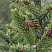 el-serbskaya-picea-omorika-shishki