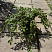 Кизильник Белла 1