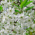 Вишня обыкновенная 'Лебедянская' (Prunus vulgaris 'Лебедянская')