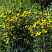rudbekiya-glyancevitaya-rudbeckia-nitida-rastenie.jpg