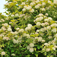 Пузыреплодник калинолистный 'Лютеус' (Physocarpus opulifolium 'Luteus')