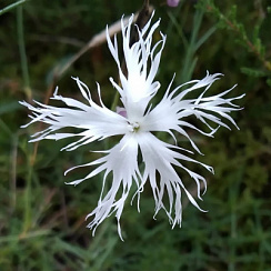 Гвоздика песчаная 'Бахрома' (Dianthus arenarius 'Bahroma')