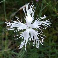 Гвоздика песчаная 'Бахрома' (Dianthus arenarius 'Bahroma')