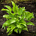 hosta-regal-splendor-hosta-regal-splendor-sazhenec.jpg