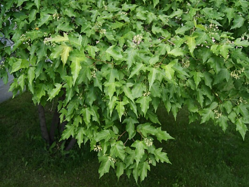 klen-ginnala-acer-ginnala-listya-i-cvety