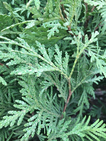 tuya-zapadnaya-globoza-thuja-occidentalis-globosa-hvoya