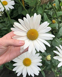 Нивяник наибольший 'Аляска' (Leucanthemum maximum 'Alaska')